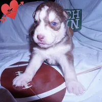 OFA & AKC Red/white, a male Siberian Husky for sale in Anderson, SC – 7 of 9