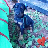 AKC Euro OFA & Embark - Hahn, a male Doberman Pinscher for sale in Anderson, SC – 2 of 10