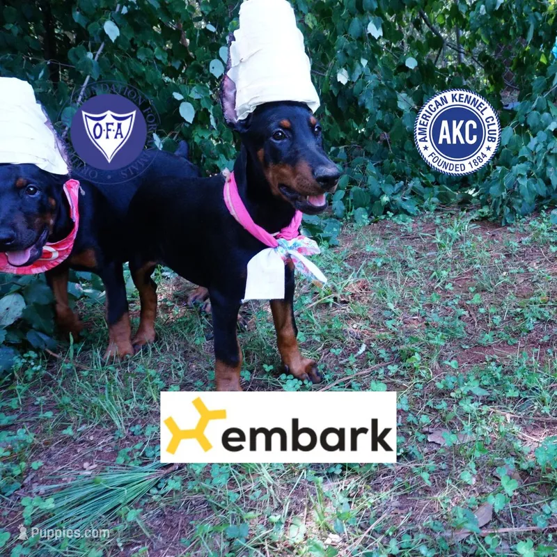 Champion & Full Euro AKC - Yue – Doberman Pinscher puppy for sale in Anderson, SC