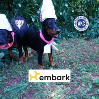 Champion & Full Euro AKC - Yue, a female Doberman Pinscher for sale in Anderson, SC – 1 of 10