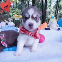 AKC Prada - Red/white OFA & Embark, a female Siberian Husky for sale in Anderson, SC – 4 of 10