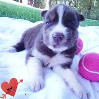 Embark & OFA Tested Parents, a male Siberian Husky for sale in Anderson, SC – 7 of 10