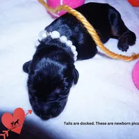 Full Euro OFA & Embark, a female Doberman Pinscher for sale in Anderson, SC – 2 of 10