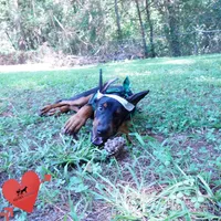 Ear cropped AKC Euro OFA & Embark, a male Doberman Pinscher for sale in Anderson, SC – 4 of 10
