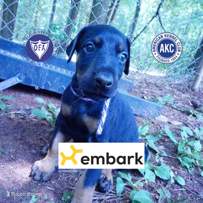 OFA & Embark Tested Parents – Doberman Pinscher puppy for sale in Anderson, SC