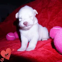 Solid White Female AKC OFA, a female Siberian Husky for sale in Anderson, SC – 8 of 10