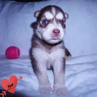 AKC Red/white OFA, a female Siberian Husky for sale in Anderson, SC – 2 of 10