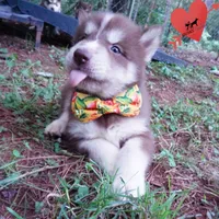 AKC OFA Brown/white, a male Siberian Husky for sale in Anderson, SC – 8 of 10