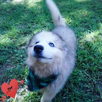 OFA & Embark Tested Parents, a female Siberian Husky for sale in Anderson, SC – 6 of 9