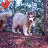 OFA & Embark Tested Parents, a female Siberian Husky for sale in Anderson, SC – 6 of 10