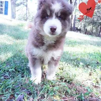 AKC & OFA Poseidon, a male Siberian Husky for sale in Anderson, SC – 3 of 10