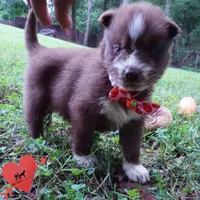 AKC Brown/white OFA, a female Siberian Husky for sale in Anderson, SC – 2 of 10