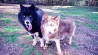 AKC Solid Black Trained, a male Siberian Husky for sale in Anderson, SC – 3 of 10