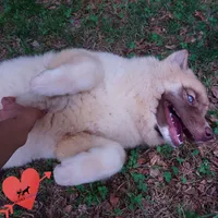 AKC Solid Brown OFA Embark, a female Siberian Husky for sale in Anderson, SC – 5 of 10