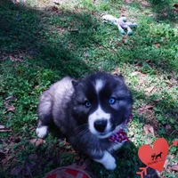 Agouti AKC, a female Siberian Husky for sale in Anderson, SC – Photo 7 of 9