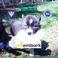 Agouti AKC, a female Siberian Husky for sale in Anderson, SC – Photo 1 of 9