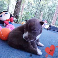 Solid Brown Embark OFA AKC - Nami, a female Siberian Husky for sale in Anderson, SC – 6 of 10