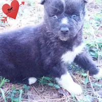 Kate - Solid Black, a female Siberian Husky for sale in Anderson, SC – 3 of 10