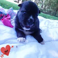 Agouti OFA, AKC, & Embark, a female Siberian Husky for sale in Anderson, SC – 2 of 10