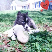 Agouti AKC, a female Siberian Husky for sale in Anderson, SC – Photo 4 of 10