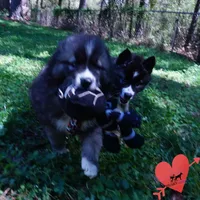 Agouti AKC, a female Siberian Husky for sale in Anderson, SC – Photo 6 of 10
