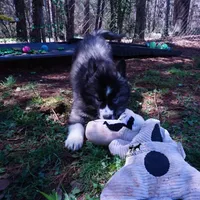 Agouti AKC, a female Siberian Husky for sale in Anderson, SC – Photo 5 of 10