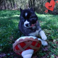 Agouti AKC, a female Siberian Husky for sale in Anderson, SC – Photo 2 of 10