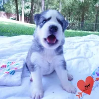 AKC OFA & Embark Parents, a male Siberian Husky for sale in Anderson, SC – 2 of 10