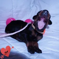 Champion & Full Euro AKC, a female Doberman Pinscher for sale in Anderson, SC – 4 of 10