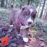 Solid Brown Ready Mid October , a female Siberian Husky for sale in Anderson, SC – 8 of 10