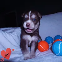 AKC OFA Brown/white, a male Siberian Husky for sale in Anderson, SC – 2 of 10