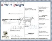 OFA & Embark Tested Parents, a female Doberman Pinscher for sale in Anderson, SC – 7 of 10
