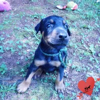 AKC Euro OFA & Embark - Hahn, a male Doberman Pinscher for sale in Anderson, SC – 7 of 10