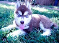 Ready mid Ocotober, a  Siberian Husky for sale in Anderson, SC – 2 of 10