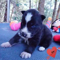 Agouti OFA AKC & Embark - Vivi, a female Siberian Husky for sale in Anderson, SC – 7 of 10