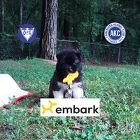 AKC Agouti OFA & Embark, a male Siberian Husky for sale in Anderson, SC – 1 of 10
