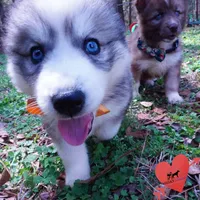 AKC Ready Now, a female Siberian Husky for sale in Anderson, SC – Photo 2 of 10