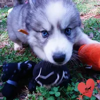 AKC Ready Now, a female Siberian Husky for sale in Anderson, SC – Photo 6 of 10