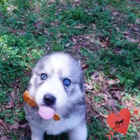 AKC Ready Now, a female Siberian Husky for sale in Anderson, SC – Photo 5 of 10