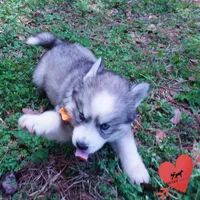 AKC Ready Now, a female Siberian Husky for sale in Anderson, SC – Photo 4 of 10