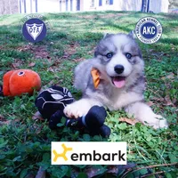 AKC Ready Now, a female Siberian Husky for sale in Anderson, SC – Photo 1 of 10