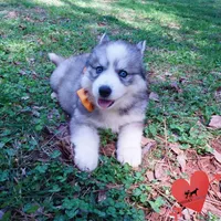 AKC Ready Now, a female Siberian Husky for sale in Anderson, SC – Photo 8 of 10