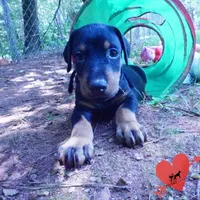 AKC Euro OFA & Embark - Amon, a male Doberman Pinscher for sale in Anderson, SC – 8 of 10