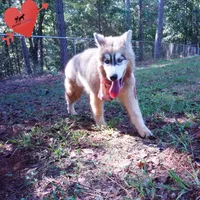 Embark, AKC, & OFA, a female Siberian Husky for sale in Anderson, SC – 3 of 8