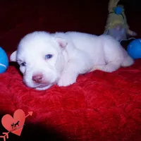 White AKC OFA, a male Siberian Husky for sale in Anderson, SC – 5 of 10