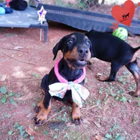 Champion & Full Euro AKC - Yue, a female Doberman Pinscher for sale in Anderson, SC – 6 of 10