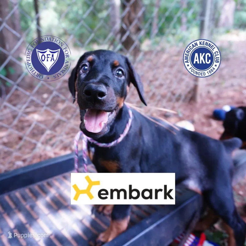OFA & Embark Tested Parents – Doberman Pinscher puppy for sale in Anderson, SC