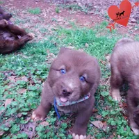 Solid Brown Embark AKC OFA, a male Siberian Husky for sale in Anderson, SC – Photo 2 of 10