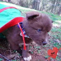 Solid Brown Embark AKC OFA, a male Siberian Husky for sale in Anderson, SC – Photo 5 of 10