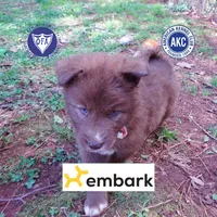 Solid Brown Embark AKC OFA, a male Siberian Husky for sale in Anderson, SC – Photo 1 of 10